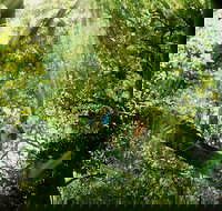 Gold Coast Lamington National Park and Tamborine Mountain 4WD Ecotour - Accommodation in Surfers Paradise