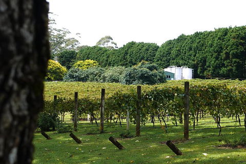 Hens Party Winery Tour - Accommodation in Surfers Paradise 6