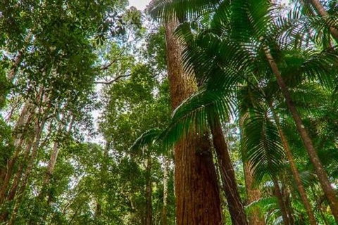 3-Day Fraser Island Hiking And 4WD Adventure From Hervey Bay - Accommodation in Surfers Paradise 1