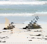 Kangaroo Island Personal Group Tours - Accommodation in Surfers Paradise