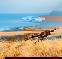 2-Day Kangaroo Island Safari from Adelaide - Accommodation in Surfers Paradise