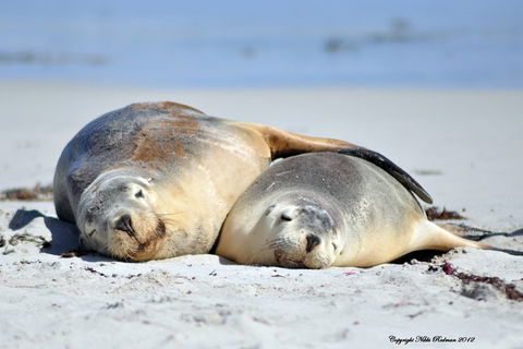 NEW TOUR - Kangaroo Island Road To Recovery Tour (1 Day/1 Night) - Accommodation in Surfers Paradise 3