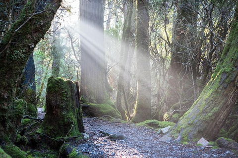 Cradle Mountain Day Tour - Accommodation in Surfers Paradise 1
