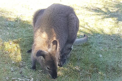 Cradle Mountain Day Tour - Accommodation in Surfers Paradise 4