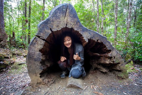 Tahune Airwalk Active Day Trip From Hobart Including Hastings Caves - Accommodation in Surfers Paradise 5
