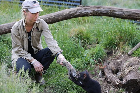 1-Hour Tasmanian Devil Feeding Day Tour At Cradle Mountain - Accommodation in Surfers Paradise 0