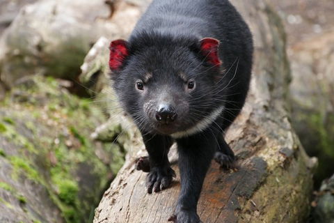 1-Hour Tasmanian Devil Feeding Day Tour At Cradle Mountain - Accommodation in Surfers Paradise 1
