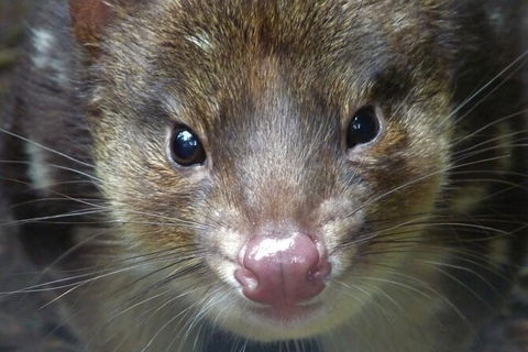 1-Hour Tasmanian Devil Feeding Day Tour At Cradle Mountain - Accommodation in Surfers Paradise 2