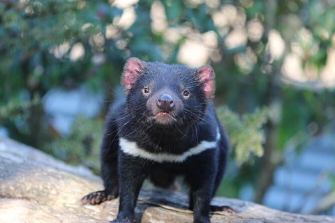 1-Hour Tasmanian Devil Feeding Day Tour At Cradle Mountain - Accommodation in Surfers Paradise 5