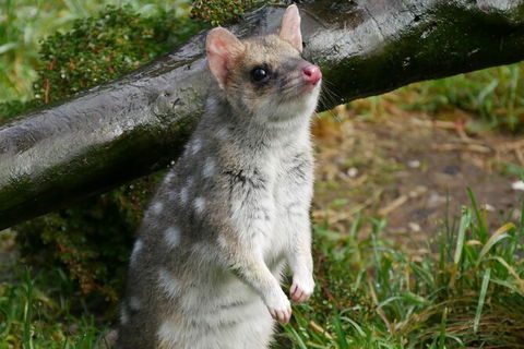 1-Hour Tasmanian Devil Feeding Day Tour At Cradle Mountain - Accommodation in Surfers Paradise 3
