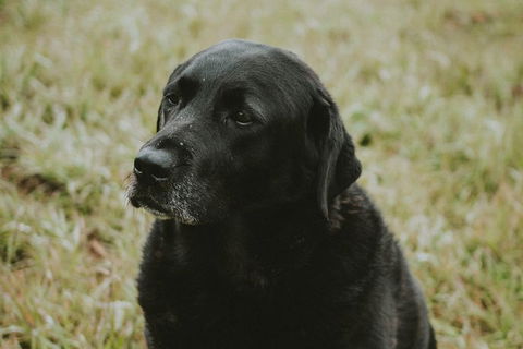 Daylesford Private, Corporate, Group Wine Tours: Wine, Cider, Gin, Vodka, Port! - Accommodation in Surfers Paradise 4