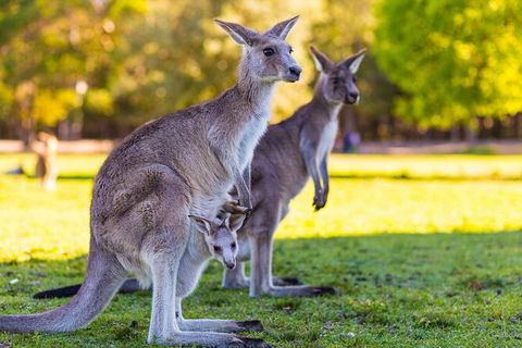 LGBT+ Friendly Full Day Phillip Island Private Tour - Accommodation in Surfers Paradise 2