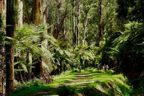 Aqueduct And Rail Trail Self-Guided Bike Tour In Warburton - Accommodation in Surfers Paradise 1