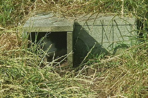 Phillip Island Penguin And Wildlife Tour - Accommodation in Surfers Paradise 11