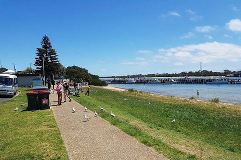 Phillip Island Penguin And Wildlife Tour - Accommodation in Surfers Paradise 25