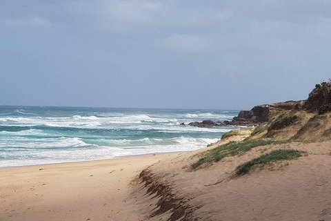 Phillip Island Penguin And Wildlife Tour - Accommodation in Surfers Paradise 10