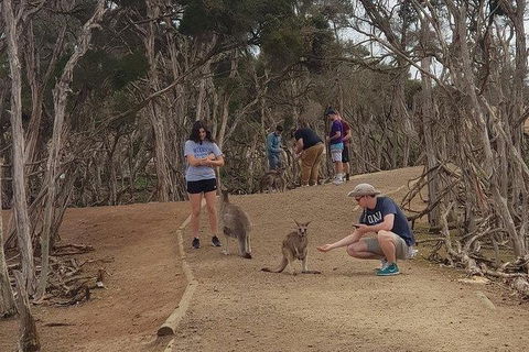 Phillip Island Penguin And Wildlife Tour - Accommodation in Surfers Paradise 34