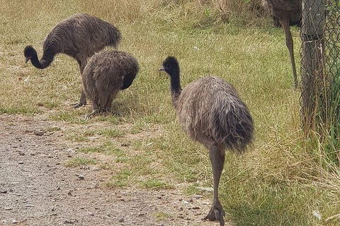 Phillip Island Penguin And Wildlife Tour - Accommodation in Surfers Paradise 32