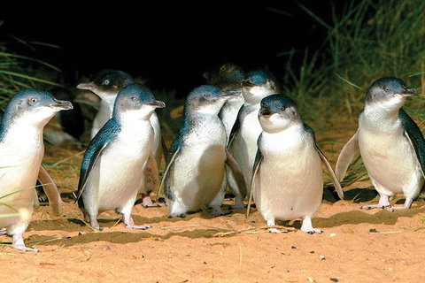 Phillip Island Penguin And Wildlife Tour - Accommodation in Surfers Paradise 0