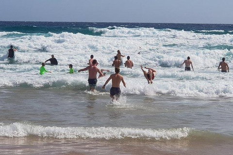 Phillip Island Penguin And Wildlife Tour - Accommodation in Surfers Paradise 18