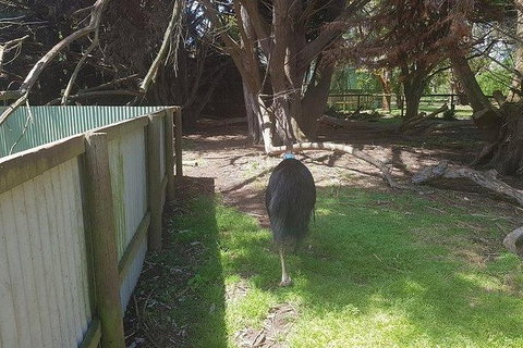 Phillip Island Penguin And Wildlife Tour - Accommodation in Surfers Paradise 5