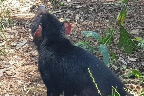 Phillip Island Penguin And Wildlife Tour - Accommodation in Surfers Paradise 26