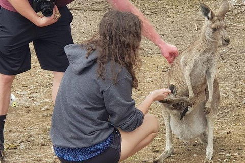 Phillip Island Penguin And Wildlife Tour - Accommodation in Surfers Paradise 12