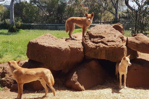 Phillip Island Penguin And Wildlife Tour - Accommodation in Surfers Paradise 7