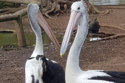 Phillip Island Penguin And Wildlife Tour - Accommodation in Surfers Paradise 6