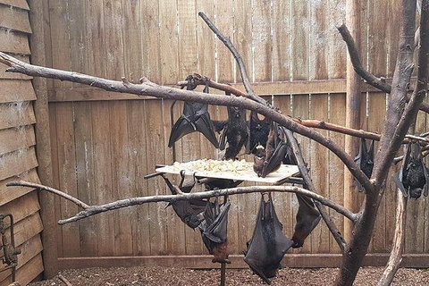 Phillip Island Penguin And Wildlife Tour - Accommodation in Surfers Paradise 31