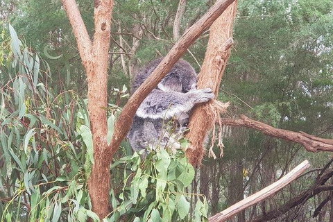 Phillip Island Penguin And Wildlife Tour - Accommodation in Surfers Paradise 16