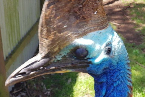 Phillip Island Penguin And Wildlife Tour - Accommodation in Surfers Paradise 19