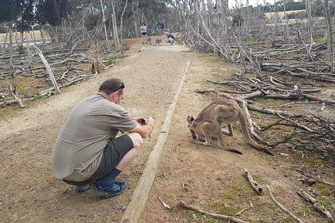 Phillip Island Penguin And Wildlife Tour - Accommodation in Surfers Paradise 30