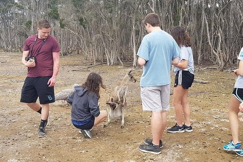 Phillip Island Penguin And Wildlife Tour - Accommodation in Surfers Paradise 3