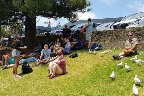 Phillip Island Penguin And Wildlife Tour - Accommodation in Surfers Paradise 22