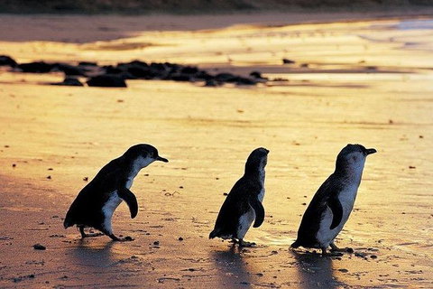 Phillip Island Penguin And Wildlife Tour - Accommodation in Surfers Paradise 13