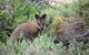Pink Lake + Abrolhos Islands Nature Tour - thumb 2