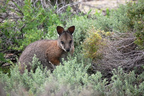 Pink Lake + Abrolhos Islands Nature Tour - Accommodation in Surfers Paradise 2