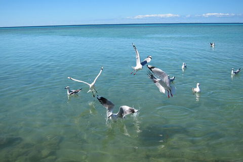 Pink Lake + Abrolhos Islands Nature Tour - Accommodation in Surfers Paradise 4