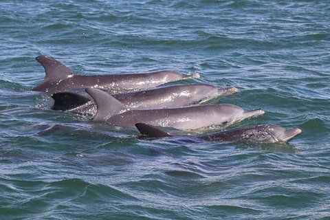 Romance Cruise + Scenic Tour + Beer Tasting + 3 Course Lunch + Hamper - Accommodation in Surfers Paradise 7