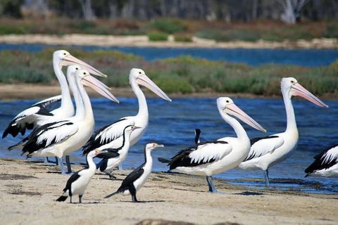 Romance Cruise + Scenic Tour + Beer Tasting + 3 Course Lunch + Hamper - Accommodation in Surfers Paradise 5