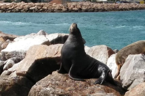 Lobster Fishing Tour At Geraldton - Accommodation in Surfers Paradise 3