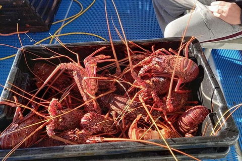 Lobster Fishing Tour At Geraldton - Accommodation in Surfers Paradise 6