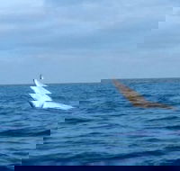 Whale Watching boat tour in Geraldton - Accommodation in Surfers Paradise
