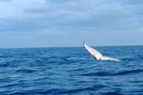 Whale Watching Boat Tour In Geraldton - Accommodation in Surfers Paradise 0