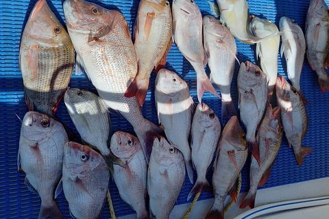 Geraldton Fishing Charter - Accommodation in Surfers Paradise 7