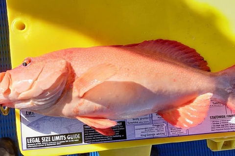 Geraldton Fishing Charter - Accommodation in Surfers Paradise 13