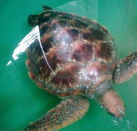 Australian Seabird Rescue - Accommodation in Surfers Paradise