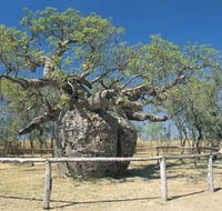 Boab Prison Tree - Accommodation in Surfers Paradise