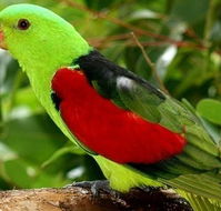 Birdworld Kuranda - Accommodation in Surfers Paradise